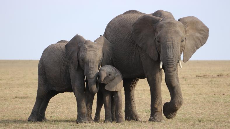 盗猎危机下,大象不长象牙了?